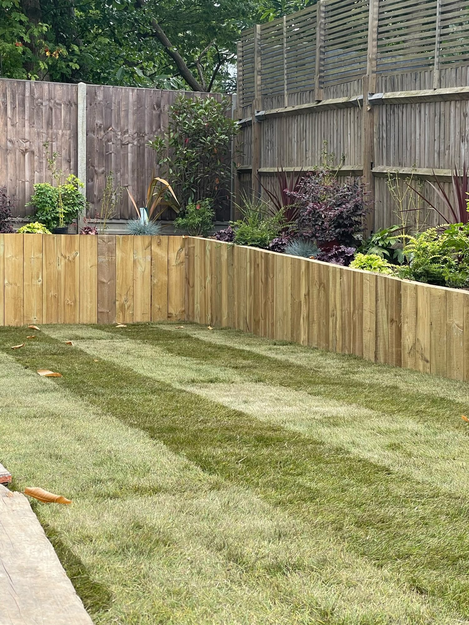 New feather-edge fencing and trellis above freshly laid lawn turf